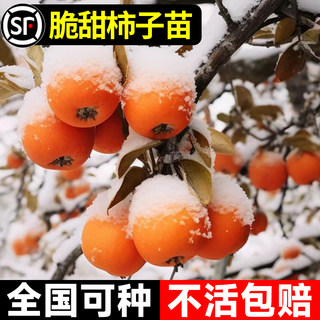 柿子苗树嫁接苗南北方种植庭院甜脆太秋水果牛心柿子苗树果苗盆栽