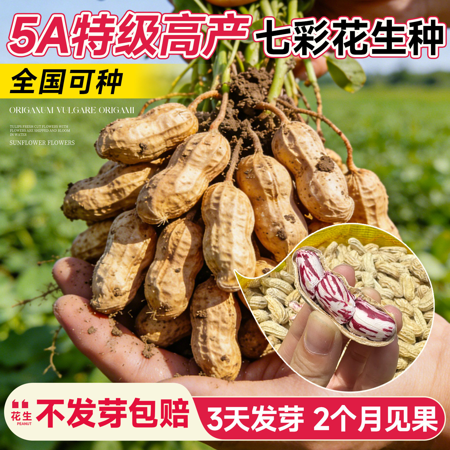 高产花生种籽优质原种红皮黑皮图片
