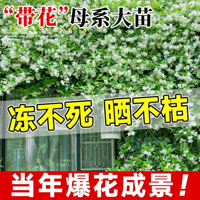 【超耐寒】风车茉莉带花母系大苗