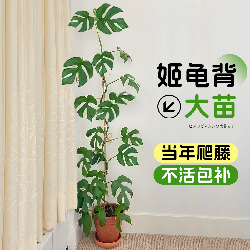 姬龟背【可垂吊可爬藤】四季常青