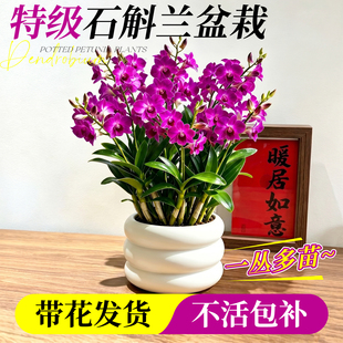 香水石斛兰盆栽带花精品兰花苗室内水培好养四季浓香开花卉绿植物