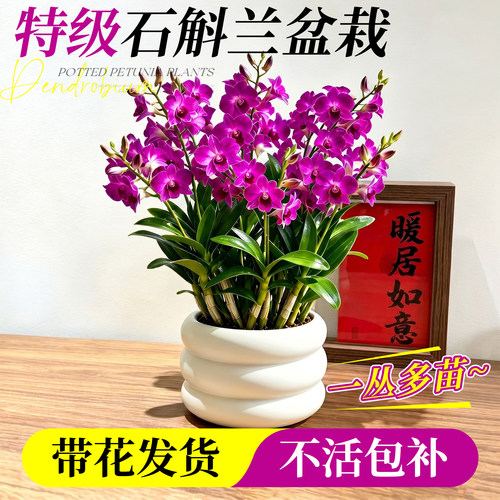 【精品石斛兰】居家首选文雅耐看