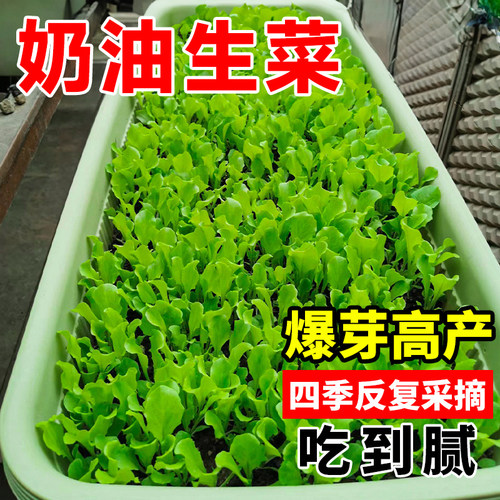 奶油生菜种子四季种植菜种籽高产