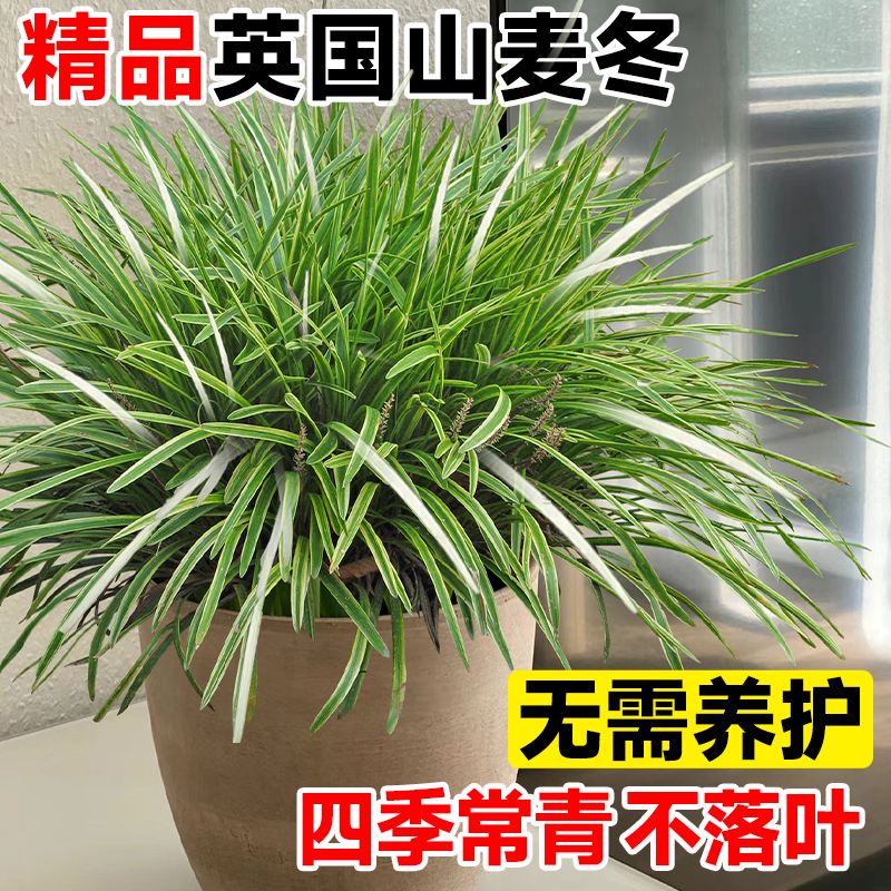 英国山麦冬盆栽纯金啤酒阔叶金边室内外耐寒耐热花镜四季常绿植物