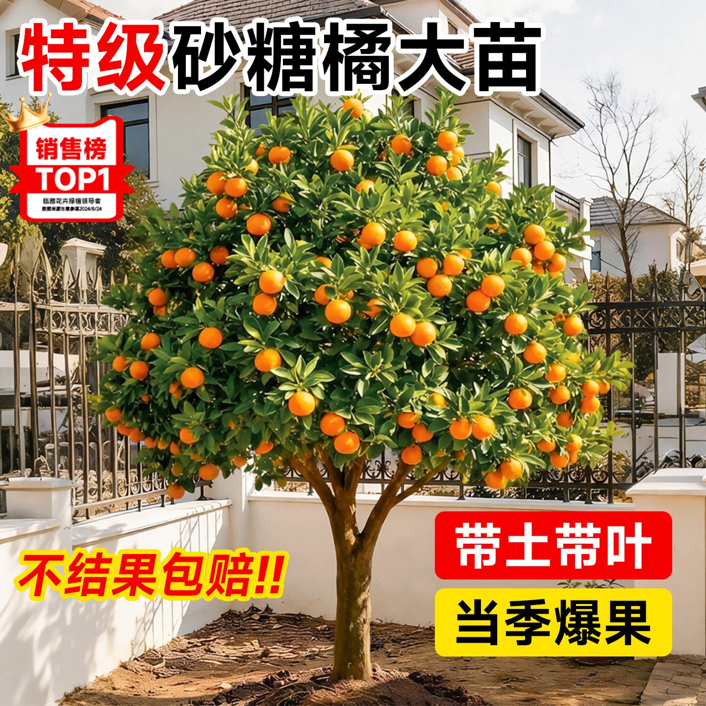 砂糖桔正宗树苗广西沙糖橘子果树果苗庭院地栽阳台四季南北方种植,鲜花速递/花卉仿真/绿植园艺,果树,淘宝优惠券,粉丝福利购,淘宝优惠卷