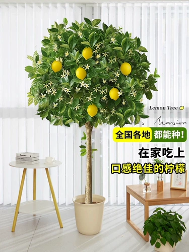 Парфюмерное лимонное дерево, зеленые растения в горшках, большие комнатные напольные растения для гостиной, балкон, подходят для всех сезонов, с фруктовыми цветами