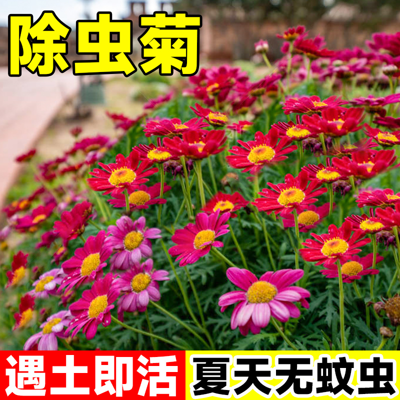 除虫菊花种子四季播种开花好养活