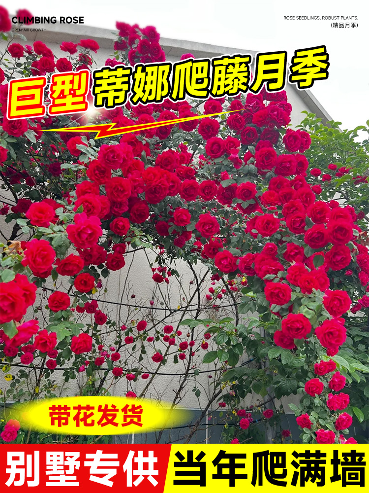 佛罗伦蒂娜1米6大苗蔷薇花苗四季爬藤开花卉盆栽藤本月季爬墙弗洛