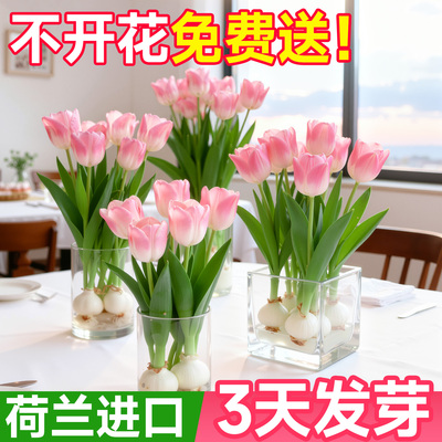 【100%荷兰进口】特级郁金香种球