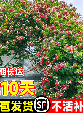 使君子爬藤植物大花苗重瓣带花苞水君子庭院阳台耐热花卉绿植驱蚊