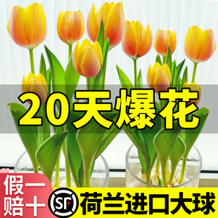 进口郁金香种球水培植物室内阳台盆栽种子好养水仙花卉成品鲜花苗