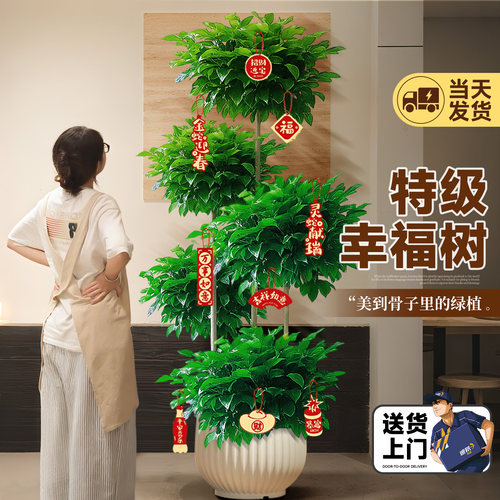 【不活包赔】幸福树客厅大盆栽