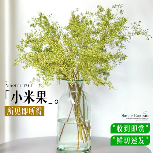 小米果小尤加利果鲜切枝水养配花