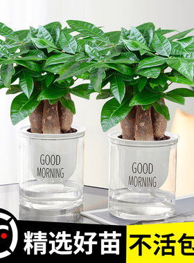水培发财树小盆栽植物办公室内三杆原生招财好养盆景花卉绿植摆件