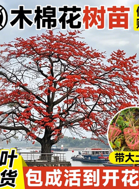 【木棉花树苗】大号风景树苗