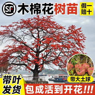 木棉花树苗大号风景树庭院盆栽地栽绿化树木大腹异木苗木耐热耐寒