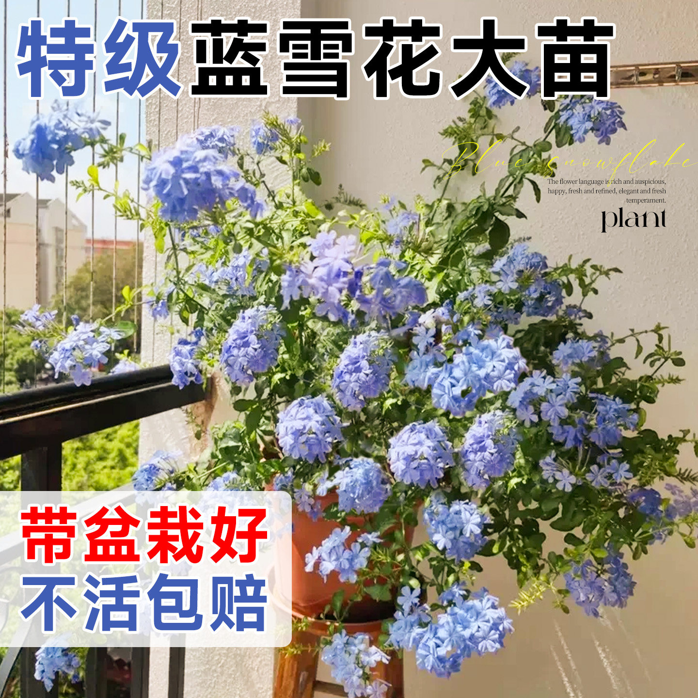 蓝雪花盆栽大苗棒棒糖绿植室内阳台庭院爬藤苗四季花卉开花好养活,鲜花速递/花卉仿真/绿植园艺,时令草本花卉,淘宝优惠券,粉丝福利购,淘宝优惠卷