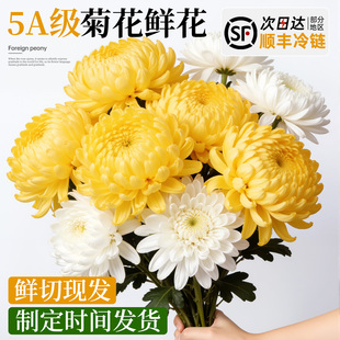 黄白菊花鲜花批发云南基地直发顺丰次日达清明祀祭用品墓前装饰花