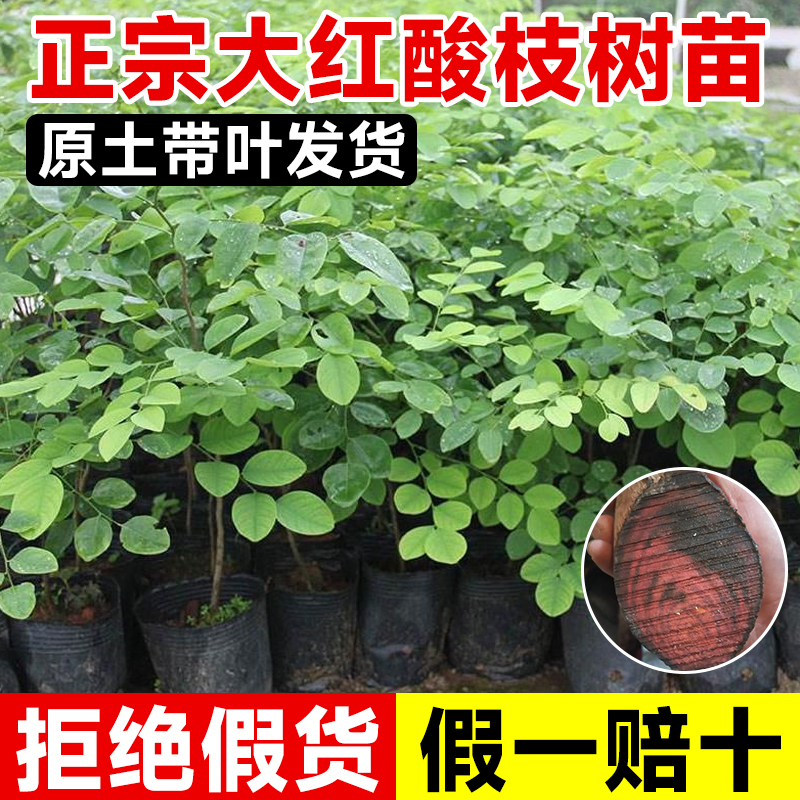正宗大红酸枝树苗红木树苗名贵