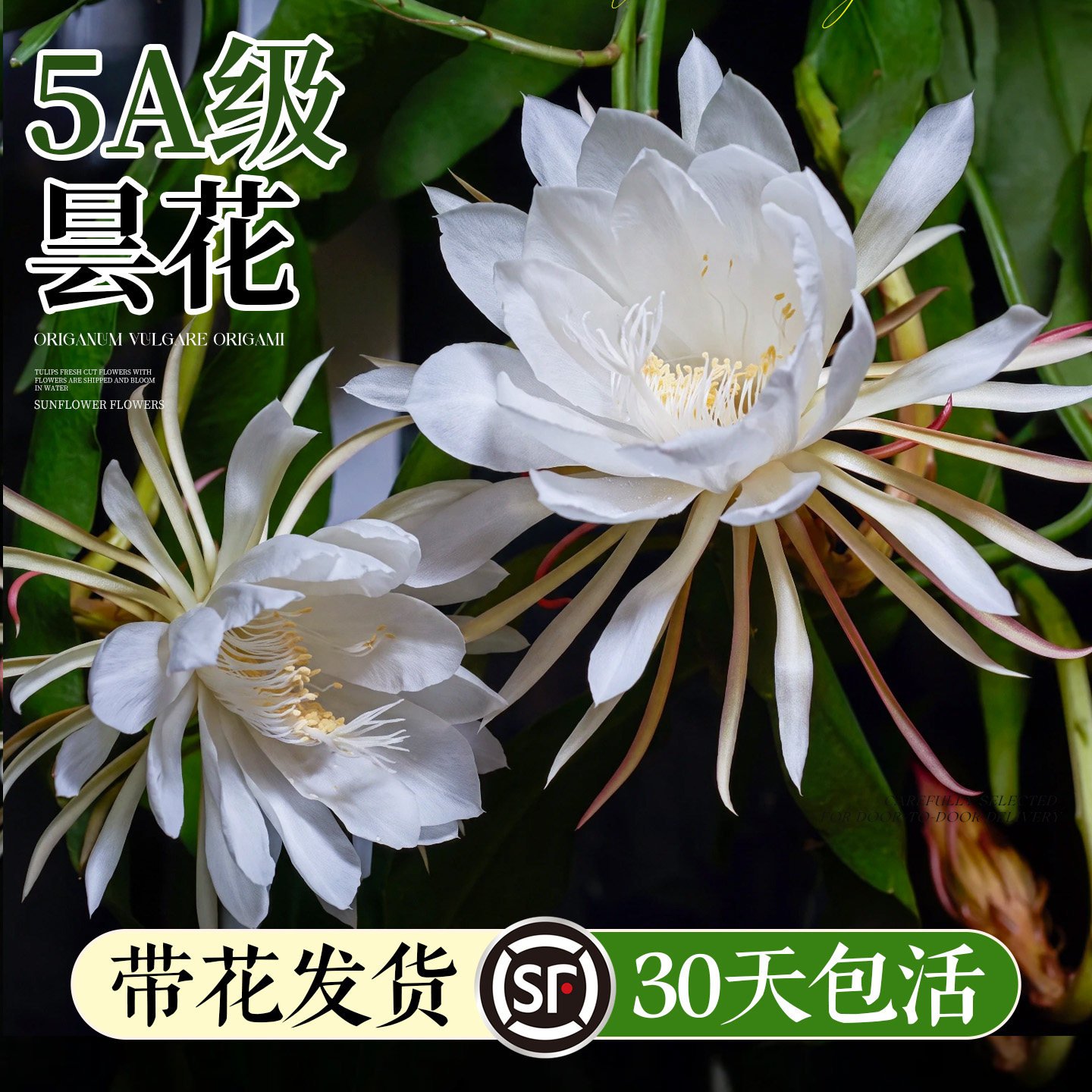 大叶昙花盆栽带花苞适合一年四季养的花阳台花卉花期长好养的鲜花