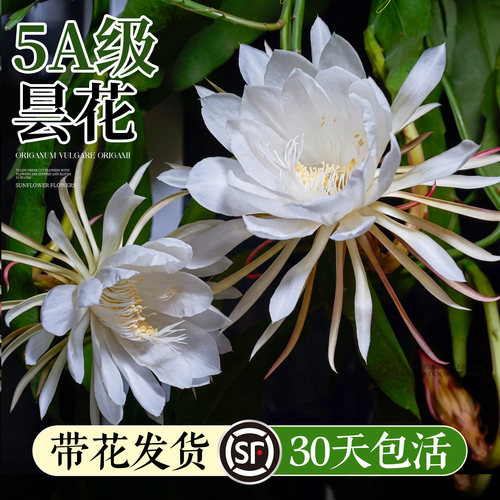 临雅大叶昙花盆栽带花苞