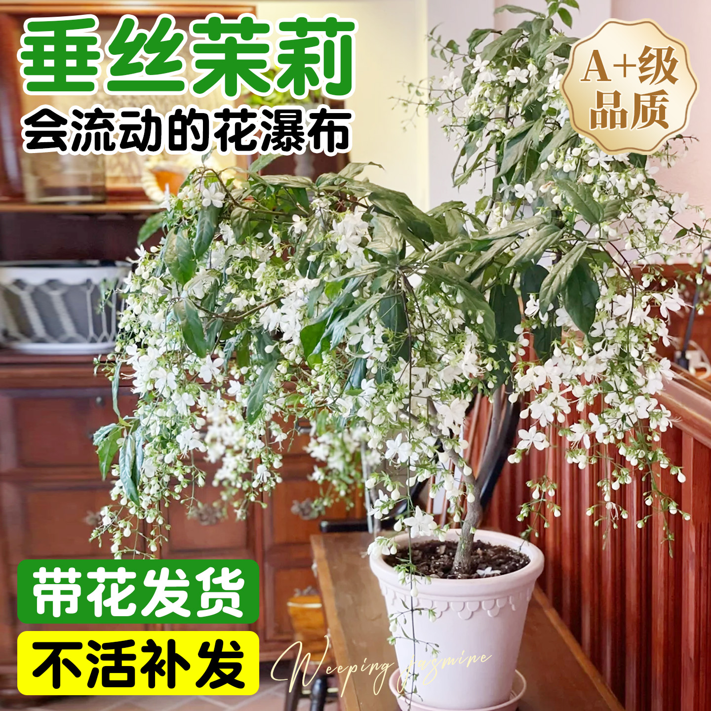 垂丝茉莉盆栽带花苞老桩泰国风车茉莉阳台四季花卉室内好养活绿植