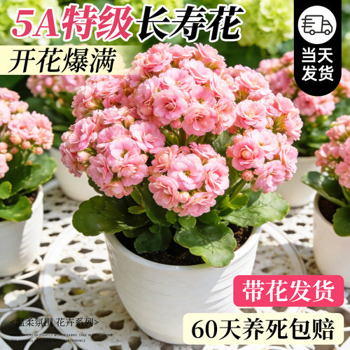 特级大苗长寿花盆栽四季好养