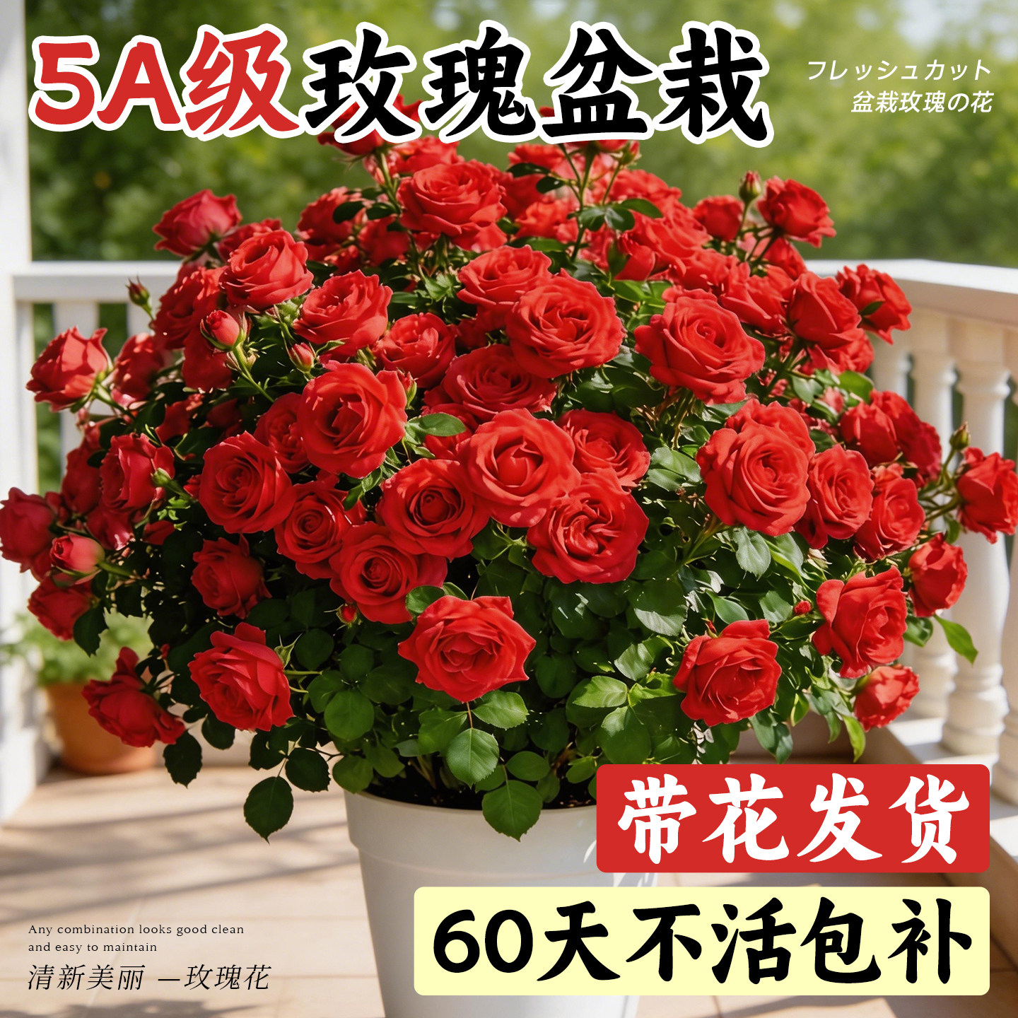 玫瑰月季花苗包活对版带花发货图片