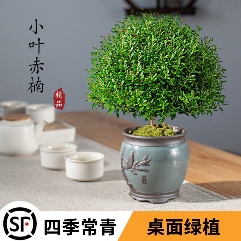 小叶赤楠苗盆景茶桌办公室内老桩盆栽四季常青迷你绿植物好养活|msdalam kategori penghantaran bunga/bunga simulasi/tumbuhan berkebun, bunga/Tumbuh-tumbuhan tumbuh-tumbuhan pasu (baru), 造型盆景 - dari Buy2taobao.com untuk memberikan perkhidmatan ejen Taobao profesional membeli