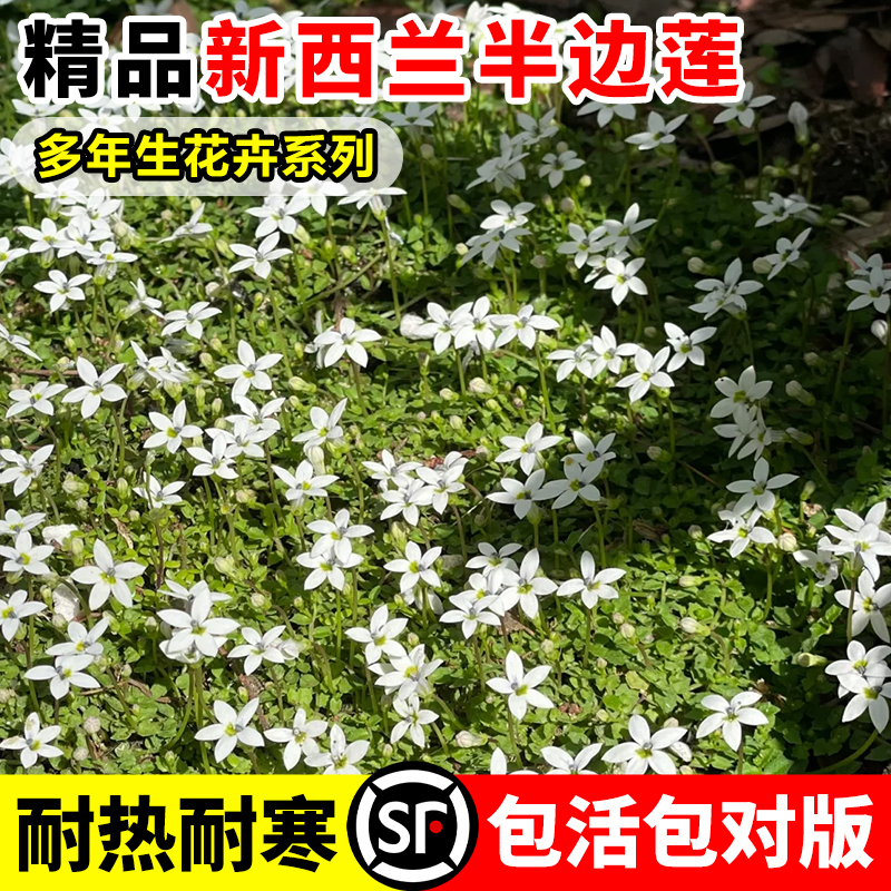 新西兰半边莲花卉鲜花盆栽庭院绿植时令草本花大全耐寒植物四季开