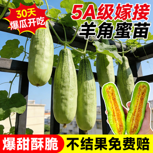 嫁接羊角蜜甜瓜秧苗超甜羊角脆酥薄洋皮阳台四季易种春播蔬菜瓜果