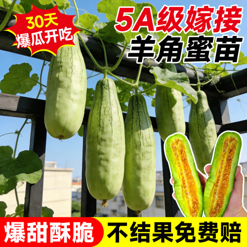 5A特级嫁接羊角蜜瓜苗对版酥甜