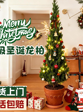 圣诞树真树龙柏树装饰品礼物室内外客厅氛围感摆件大型绿植物好养