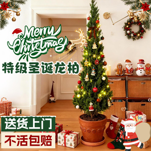 圣诞树真树龙柏树装饰品礼物室内外客厅氛围感摆件大型绿植物好养