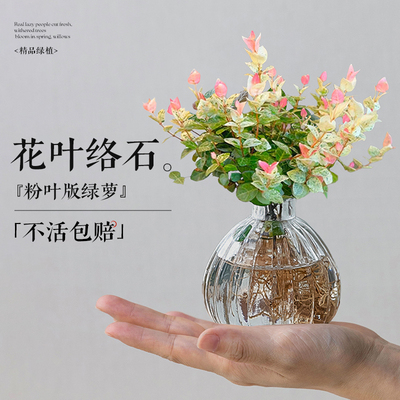 花叶络石水培植物室内桌面盆栽