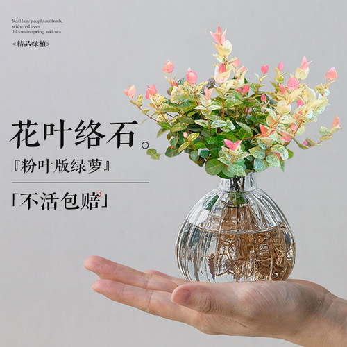 花叶络石水培植物室内桌面盆栽