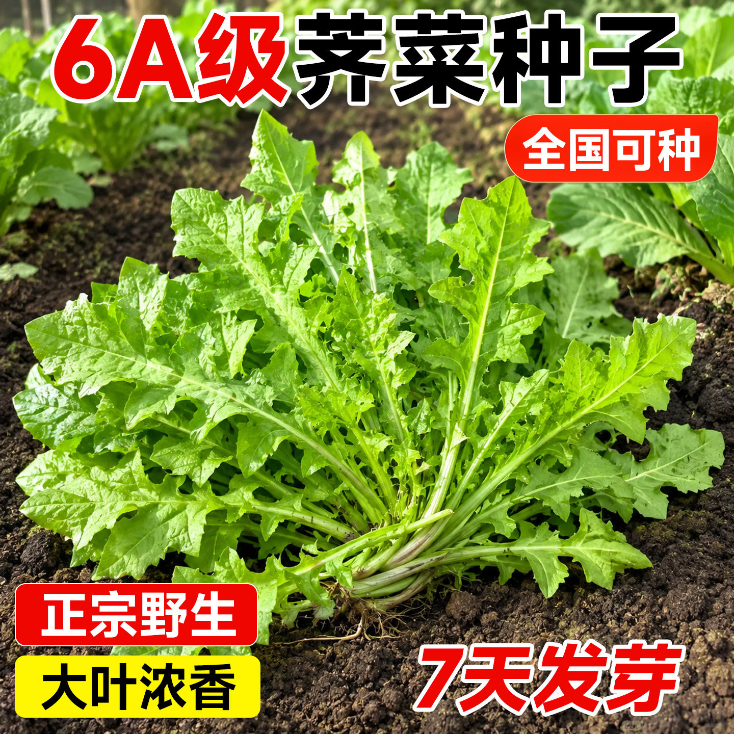 【正宗野生】大叶荠菜种子包发芽图片