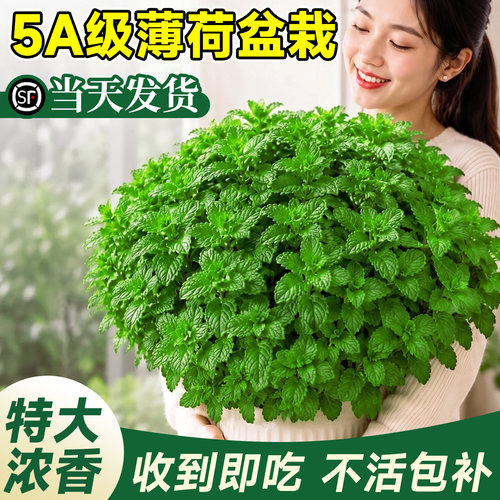 【特大浓香】5A特优薄荷大盆栽