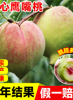 鹰嘴桃树果苗黄桃树苗水蜜桃樱桃水果树果苗南方北方种植庭院盆栽