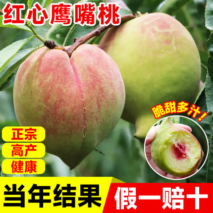 鹰嘴桃树果苗黄桃树苗水蜜桃樱桃水果树果苗南方北方种植庭院盆栽