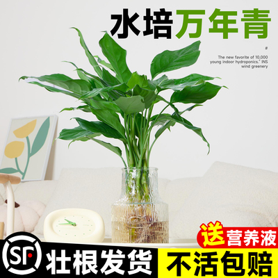 万年青绿植室内好养活吸甲醛植物