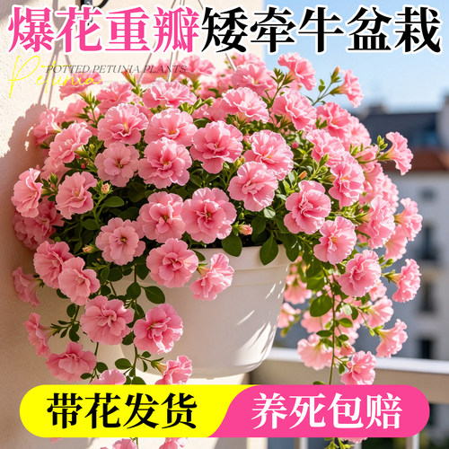 重瓣矮牵牛花苗盆栽带花阳台绿植