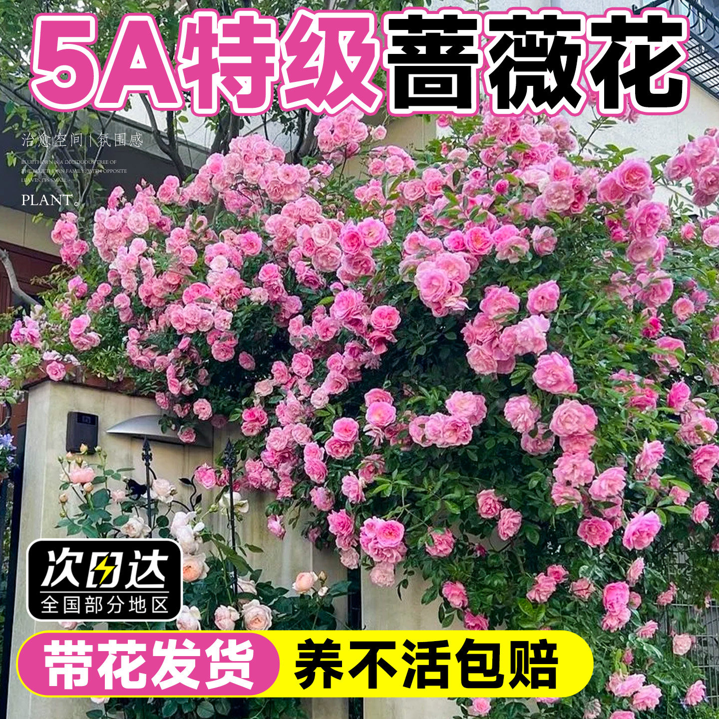 蔷薇花苗藤本月季特大花耐寒植物庭院四季花卉阳台盆栽玫瑰花,鲜花速递/花卉仿真/绿植园艺,时令草本花卉,淘宝优惠券,粉丝福利购,淘宝优惠卷