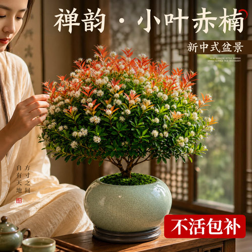 精品小叶赤楠莲花禅意盆景包活