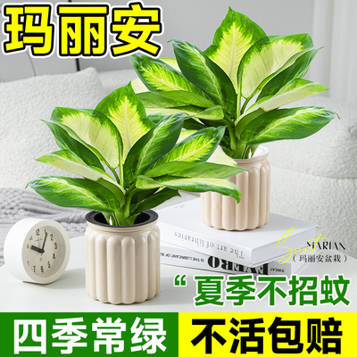 玛丽安万年青盆栽绿植室内驱蚊植物客厅四季常青懒人好养活办公室