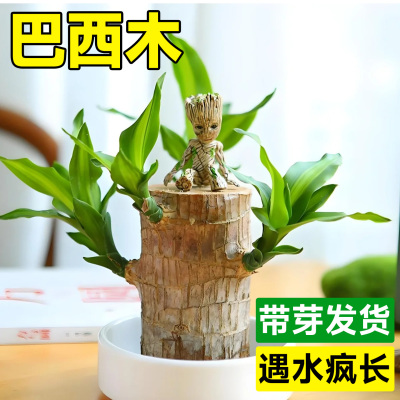 巴西木幸运木格鲁特开花带芽树人