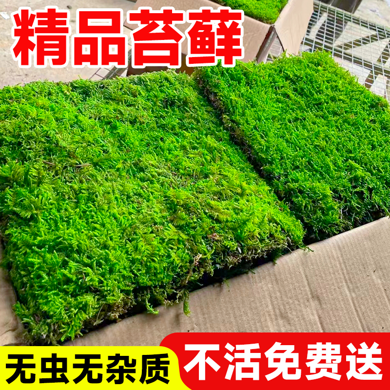 苔藓鲜活青苔藓微景观造景盆栽蕨类绿植DIY材料桌面永生绿台藓草