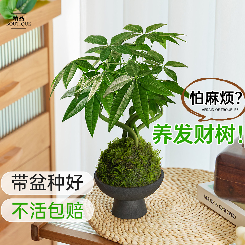 发财树小盆栽高级感桌面绿植好养图片