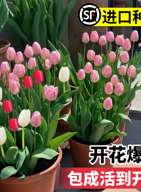 郁金香种球种子盆栽土培水培带花苞原生五度球花卉好养活百合水仙