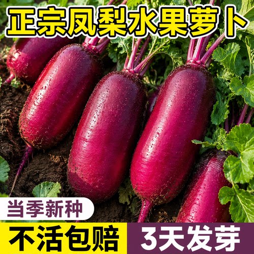 【包发芽】正宗凤梨水果萝卜种子